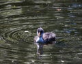 A beautiful baby American Coot bird swimming on a lake Royalty Free Stock Photo