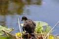 A beautiful baby American Coot bird in their nest at the edge of a lake Royalty Free Stock Photo