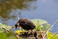 A beautiful baby American Coot bird in their nest at the edge of a lake Royalty Free Stock Photo