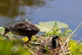 A beautiful baby American Coot bird in their nest at the edge of a lake Royalty Free Stock Photo