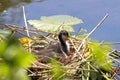 A beautiful baby American Coot bird in their nest at the edge of a lake Royalty Free Stock Photo