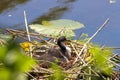 A beautiful baby American Coot bird in their nest at the edge of a lake Royalty Free Stock Photo