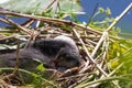 A beautiful baby American Coot bird in their nest at the edge of a lake Royalty Free Stock Photo