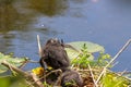 A beautiful baby American Coot bird in their nest at the edge of a lake Royalty Free Stock Photo