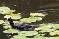 A beautiful baby American Coot bird in their nest at the edge of a lake Royalty Free Stock Photo