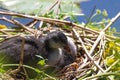 A beautiful baby American Coot bird in their nest at the edge of a lake Royalty Free Stock Photo