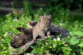 Beautiful baby Bobcat coming out of a hollow log. Royalty Free Stock Photo