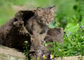 Beautiful baby Bobcat coming out of a hollow log.