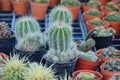 Beautiful baby cactus in flowerpots put together on a nursing fa