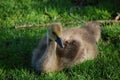 Beautiful Baby Canadian Goose Resting in Grass Royalty Free Stock Photo