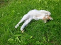 Beautiful baby cat lying on grass and looking at camera