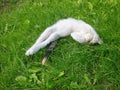 Beautiful baby cat lying on grass and looking at camera Royalty Free Stock Photo