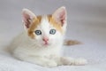 A beautiful baby cat that is very curious Royalty Free Stock Photo