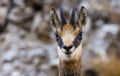 Baby chamois goat looking at camera Royalty Free Stock Photo