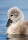 Beautiful baby cygnet mute swan chicks fluffy grey and white in blue lake water with reflection in river. Royalty Free Stock Photo