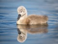 Beautiful baby cygnet mute swan chicks fluffy grey and white in blue lake water with reflection in river new born. Royalty Free Stock Photo