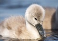 Beautiful baby cygnet mute swan chicks fluffy grey and white in blue lake water with reflection in river Royalty Free Stock Photo