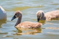 Beautiful baby cygnet mute swan fluffy grey and white chicks. Springtime new born wild swans birds in pond. Young swans swmming in