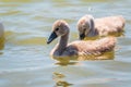 Beautiful baby cygnet mute swan fluffy grey and white chicks. Springtime new born wild swans birds in pond. Young swans swmming in