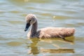 Beautiful baby cygnet mute swan fluffy grey and white chicks. Springtime new born wild swans birds in pond. Young swans swmming in