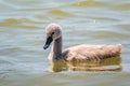 Beautiful baby cygnet mute swan fluffy grey and white chicks. Springtime new born wild swans birds in pond. Young swans swmming in