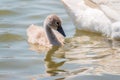 Beautiful baby cygnet mute swan fluffy grey and white chicks. Springtime new born wild swans birds in pond. Young swans swmming in