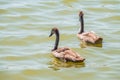 Beautiful baby cygnet mute swan fluffy grey and white chicks. Springtime new born wild swans birds in pond. Young swans swmming in