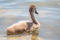 Beautiful baby cygnet mute swan fluffy grey and white chicks. Springtime new born wild swans birds in pond. Young swans swmming in Royalty Free Stock Photo