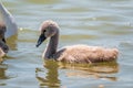 Beautiful baby cygnet mute swan fluffy grey and white chicks. Springtime new born wild swans birds in pond. Young swans swmming in Royalty Free Stock Photo