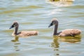 Beautiful baby cygnet mute swan fluffy grey and white chicks. Springtime new born wild swans birds in pond. Young swans swmming in Royalty Free Stock Photo