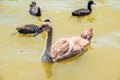 Beautiful baby cygnet mute swan fluffy grey and white chicks. Springtime new born wild swans birds in pond. Young swans swmming in Royalty Free Stock Photo