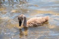 Beautiful baby cygnet mute swan fluffy grey and white chicks. Springtime new born wild swans birds in pond. Young swans swmming in