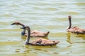 Beautiful baby cygnet mute swan fluffy grey and white chicks. Springtime new born wild swans birds in pond. Young swans swmming in