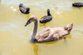 Beautiful baby cygnet mute swan fluffy grey and white chicks. Springtime new born wild swans birds in pond. Young swans swmming in Royalty Free Stock Photo