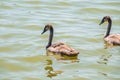 Beautiful baby cygnet mute swan fluffy grey and white chicks. Springtime new born wild swans birds in pond. Young swans swmming in Royalty Free Stock Photo