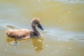 Beautiful baby cygnet mute swan fluffy grey and white chicks. Springtime new born wild swans birds in pond. Young swans swmming in Royalty Free Stock Photo