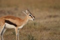 Beautiful baby deer on a field covered with green grass in the African jungles Royalty Free Stock Photo