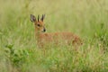 Beautiful baby deer sitting among the tall green grass on a field Royalty Free Stock Photo