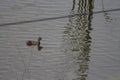 A beautiful baby duck floating across the lake of a park. Black and white feather bird is very sensitive to capture as it drowns.