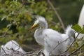 Beautiful baby egret bird Royalty Free Stock Photo