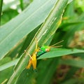 Beautiful baby grasscopper eating leaf