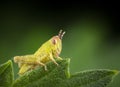 Beautiful baby grasshopper in a green leaf Royalty Free Stock Photo