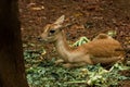 Beautiful baby Indian antelope sitting in the park. Cute animals. Royalty Free Stock Photo