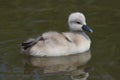 A beautiful baby mute swan cygnet Cygnus olor