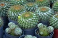 Beautiful baby oval cactus in flowerpots put together on a farming house for interior decoration