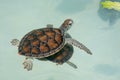 Baby sea turtle swimming on water surface Royalty Free Stock Photo