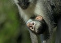 A beautiful baby vervet monkey hanging off mom Royalty Free Stock Photo