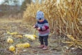 Beautiful baby in warm stylish sweater standing in middle of corn field. Harvest time. organic agriculture for children. Royalty Free Stock Photo