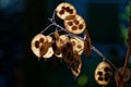 Beautiful back lit honesty seed pod with a hidden preying mantis