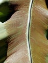 Beautiful back pattern of the Asplenium nidus leaf Royalty Free Stock Photo